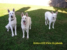 Ruger, Zehra and Sassy