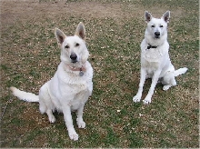 Zehra and Ruger