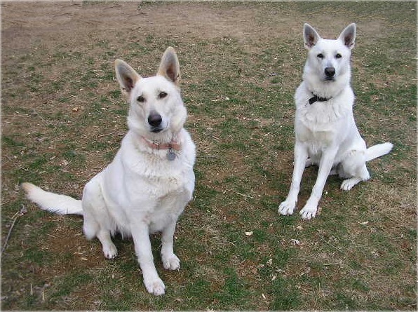 Zehra and Ruger