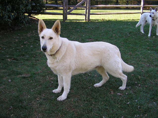 Sandhill's Twist of Fate  "Zehra"