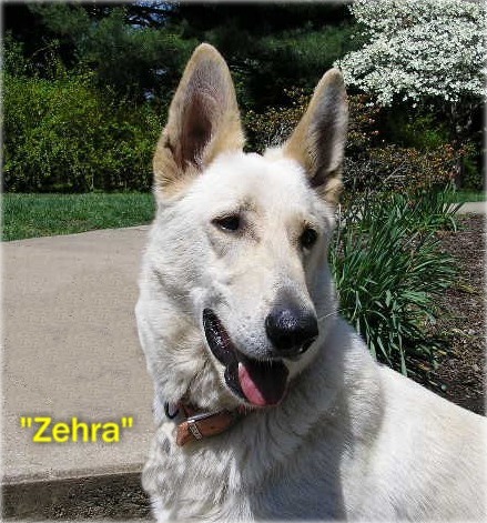 Sandhill's Twist of Fate  aka.  Zehra