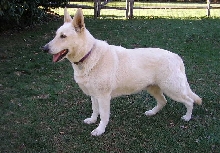 Sandhill's Twist of Fate  "Zehra"