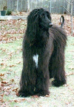 Pasha