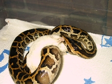 Noeyes eating first mouse