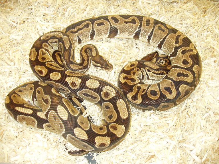 Males