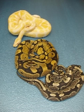 Albino, Tangerine, and IMG