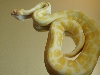 Albino