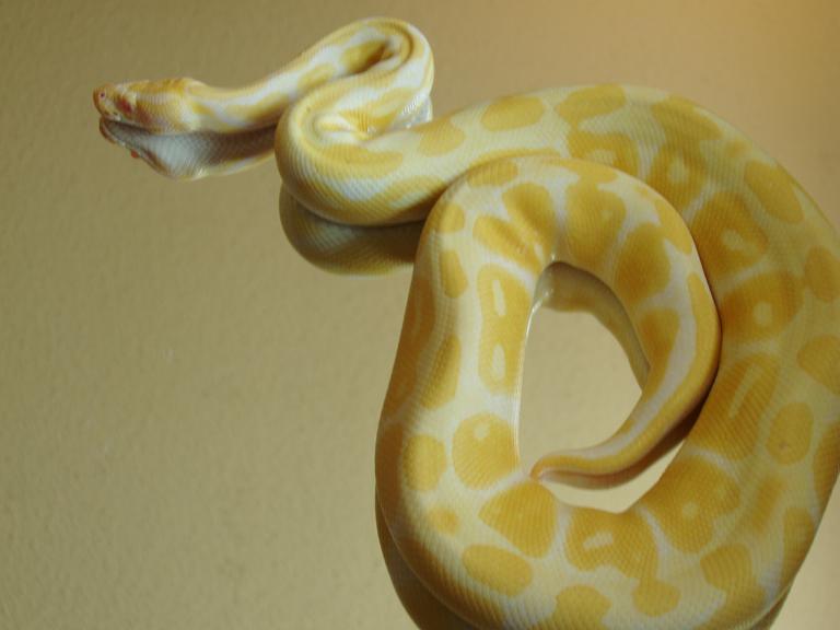 Albino