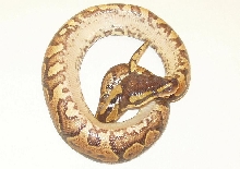 Het Ivory