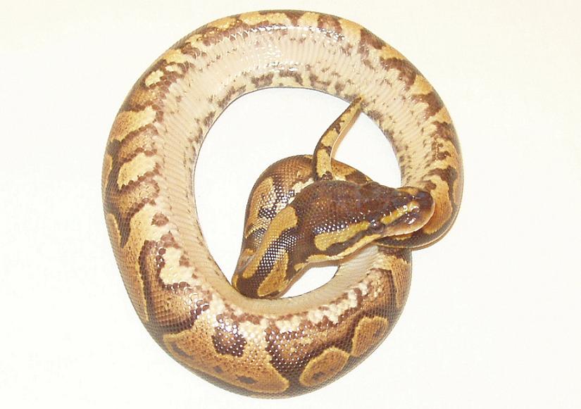 Het Ivory