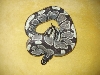 IMG ONE