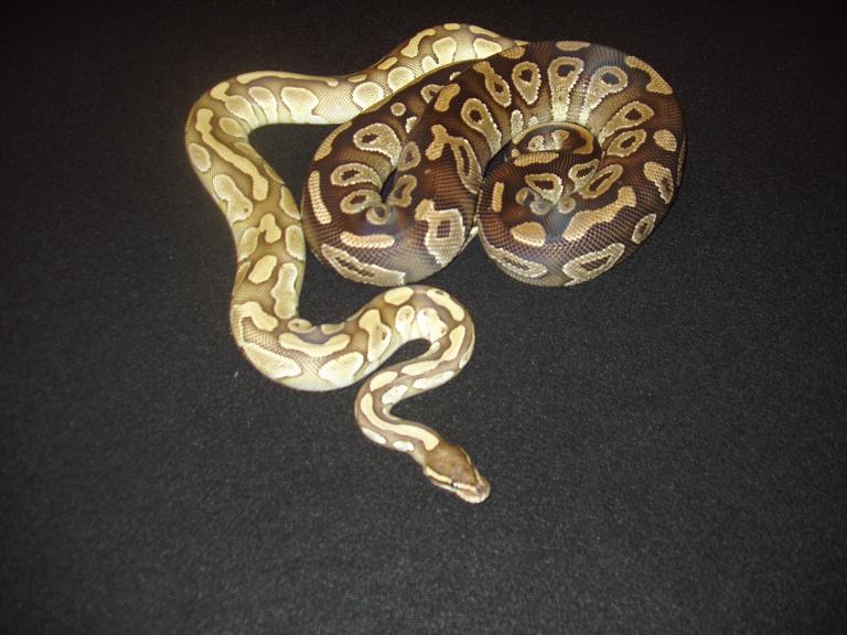 Lesser & Mojave