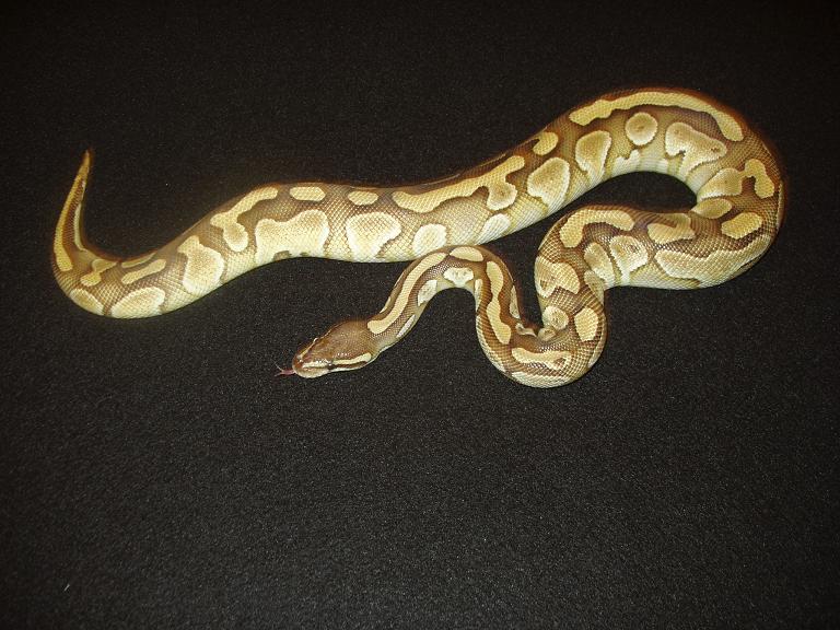 Lesser 6