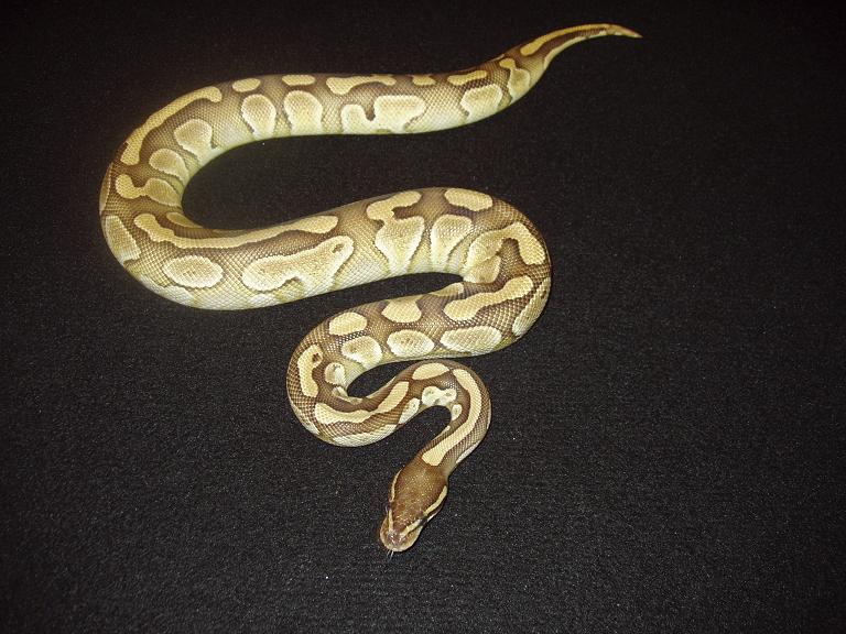 Lesser Het Hypo