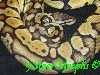 Pastel (Grazianni)