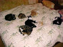 Bedtime