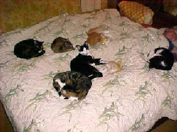 Bedtime