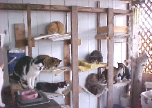 Outdoor cat tree