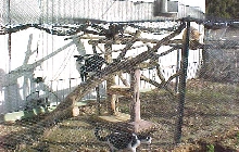 Our cat pen