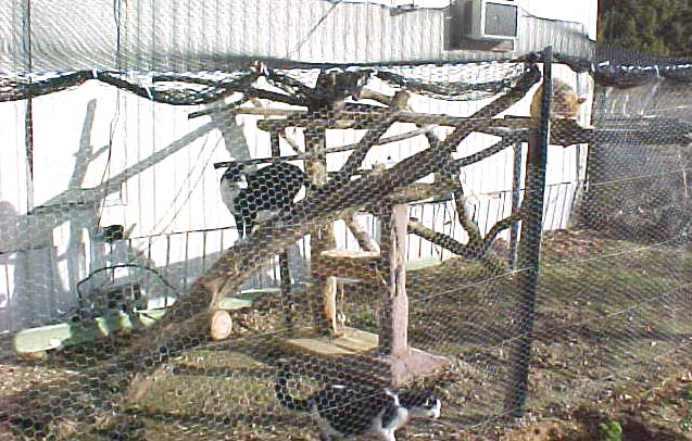 Our cat pen