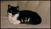 MamaCat