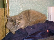 Dumped kitten