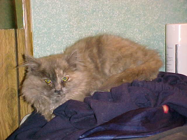 Dumped kitten