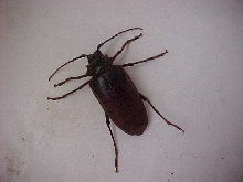 What is it?