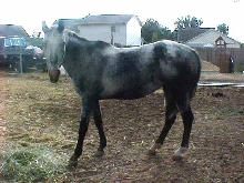 Maggie