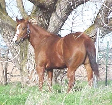 Pepper aka Wild Fantasy