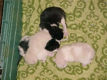 Babies