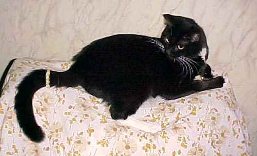 My beyoutiful tail ring