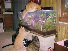 Cat TV