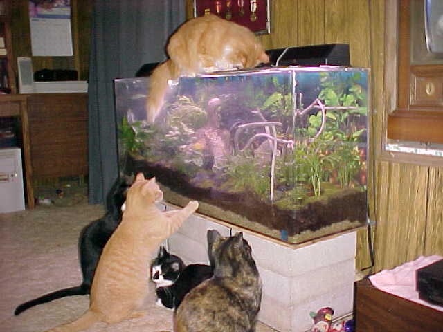 Cat TV