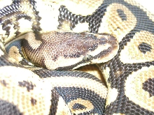 Female Pastel