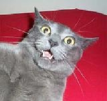 My cat