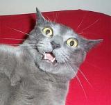 My cat