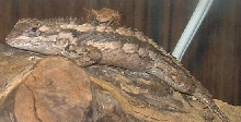 what is it?