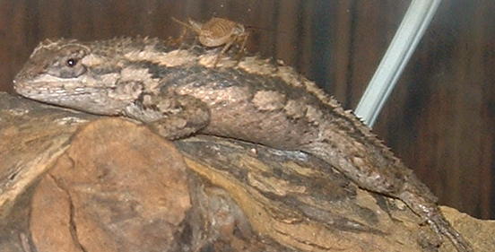 what is it?