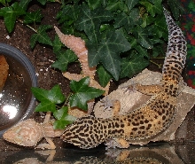 mated pair