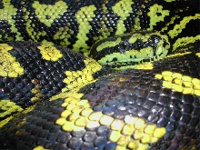 Carpet python