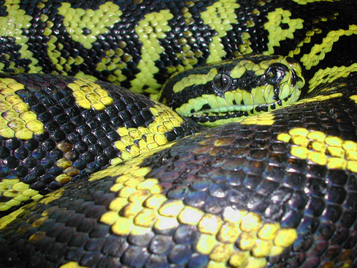 Carpet python