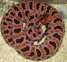 red pigmy