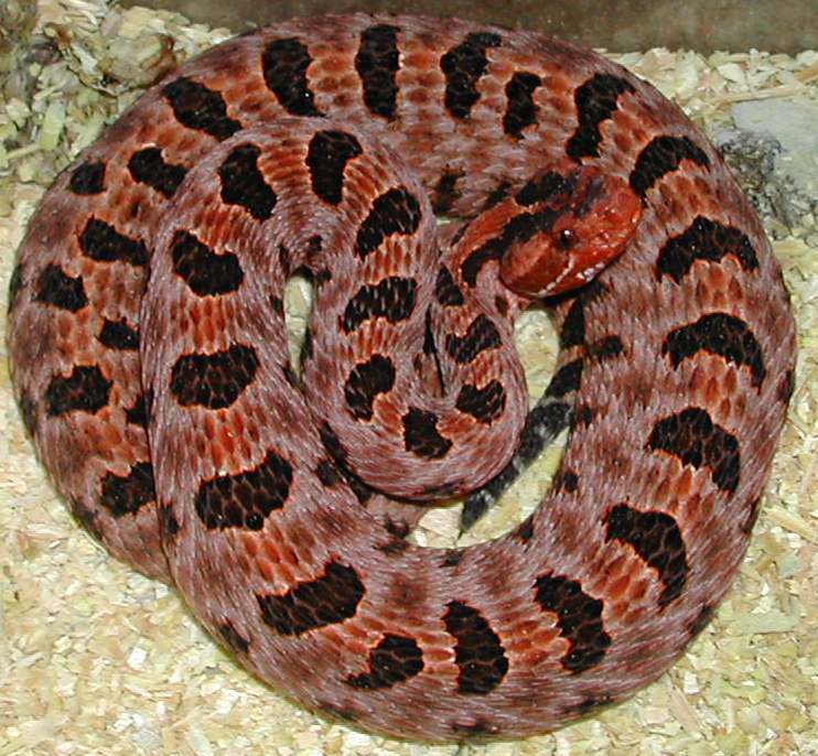 red pigmy