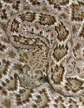 western diamondback