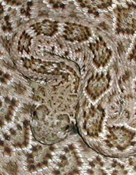 western diamondback