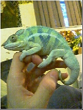 Fat Tail