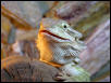 Dragon smile