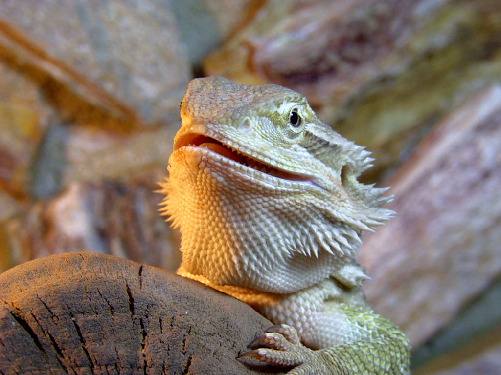 Dragon smile
