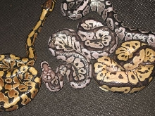VPI Axanthic Clown